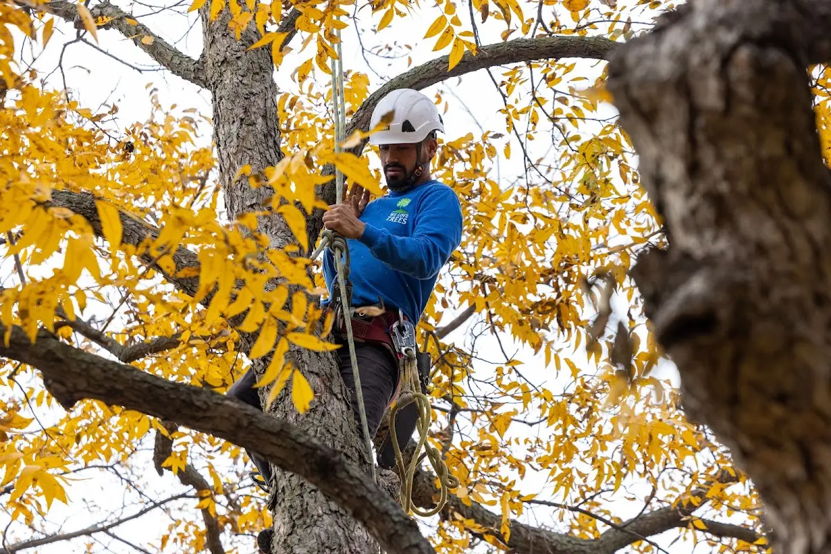 Skilled Tree Trimming crew working in Newark